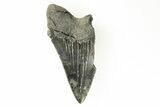 Partial Megalodon Tooth - Sharply Serrated #194081-1